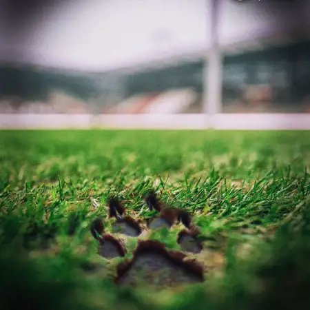 Puma kledingsponsor FC Sankt Pauli vanaf 2024-2025